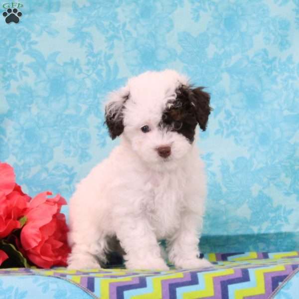 Chocolate, Toy Poodle Puppy